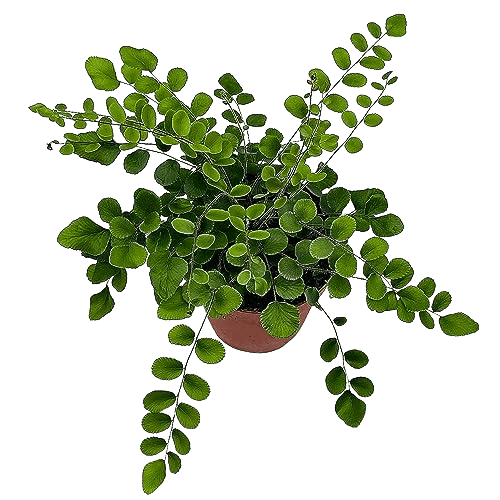 BubbleBlooms Button Fern in a 4 inch Pot Pellaea rotundifolia