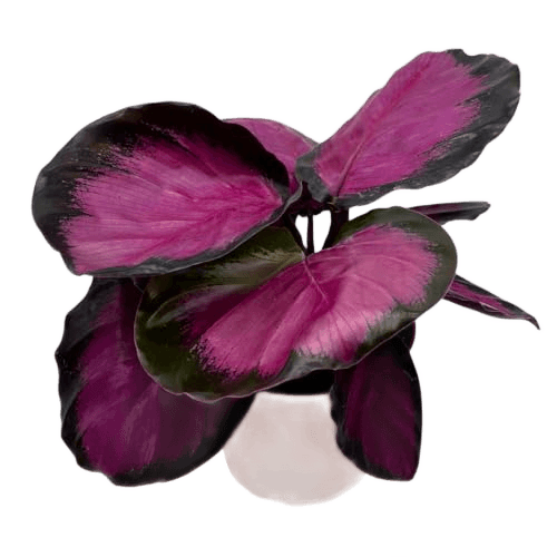 BubbleBlooms Calathea Rosie
