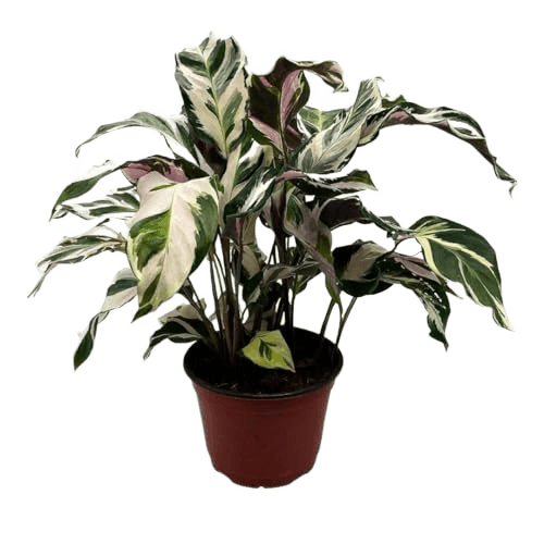 BubbleBlooms Calathea Stella in a 4 inch Pot Rare Variegated Prayer Plant
