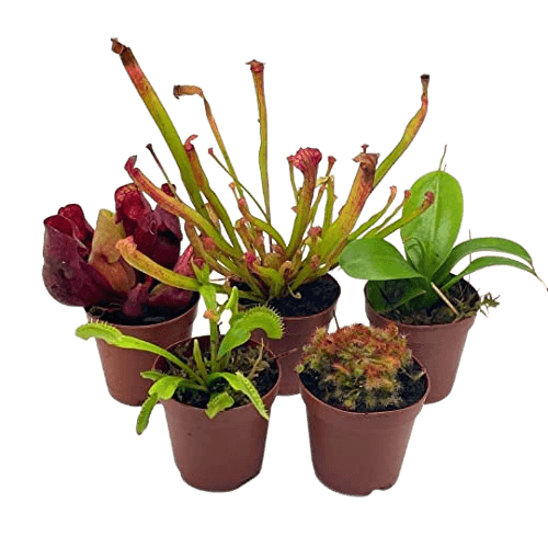 BubbleBlooms Carnivorous Plant Assortment Set