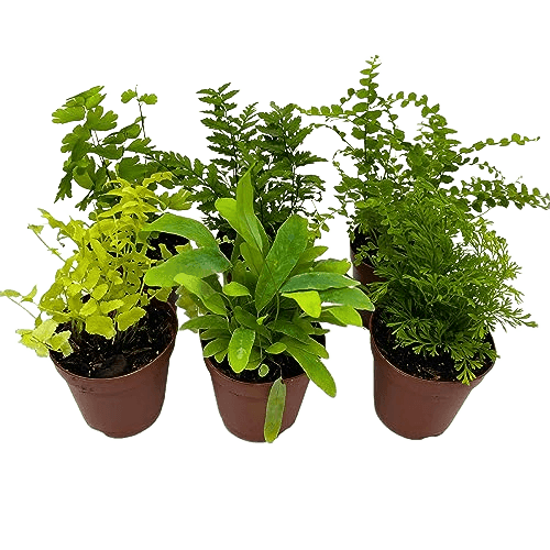 BubbleBlooms Fern Variety Assortment