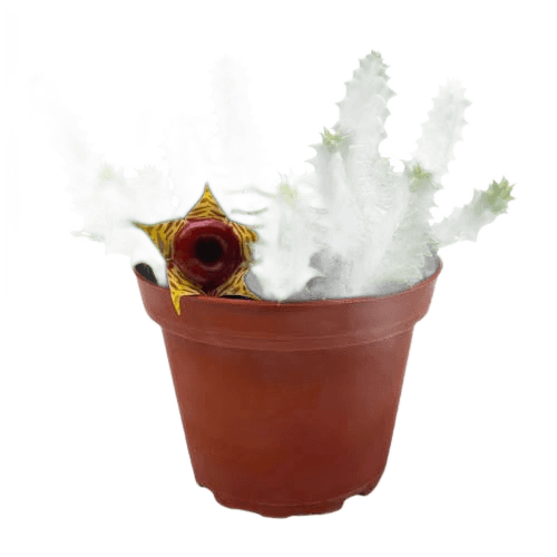 BubbleBlooms Lifesaver Huernia Zebrina