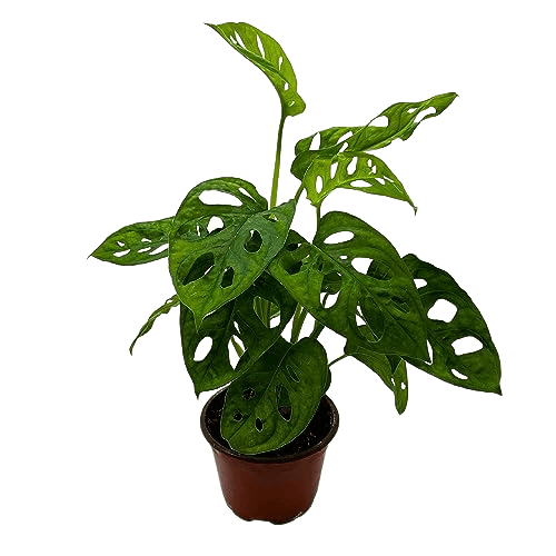 BubbleBlooms Monstera Adansonii Swiss Cheese Plant
