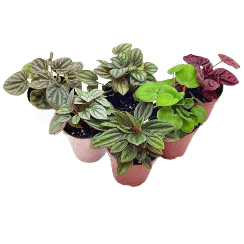BubbleBlooms Peperomia Assortment