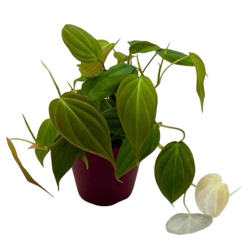 BubbleBlooms Philodendron Micans Hederaceum in a 4 inch Pot Heart-Leaf Philo