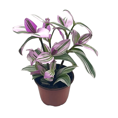 BubbleBlooms Pink Tradescantia Nanouk