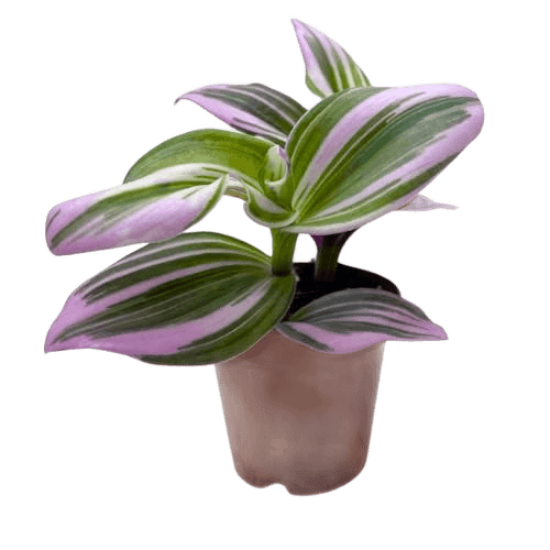 BubbleBlooms Pink Tradescantia Nanouk