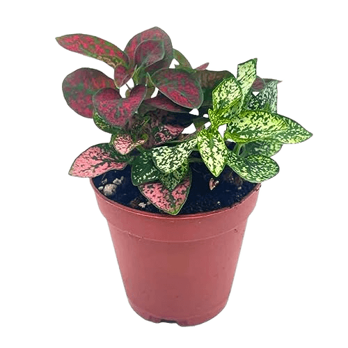 Polka-dot-Plant